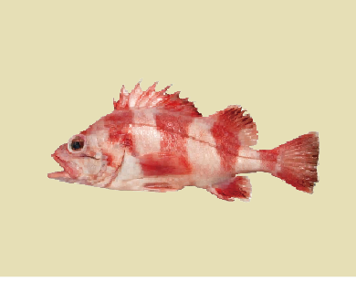 Fresh Red Banded (19)