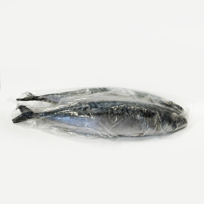 Mackerel / 鯖 - seaborn store