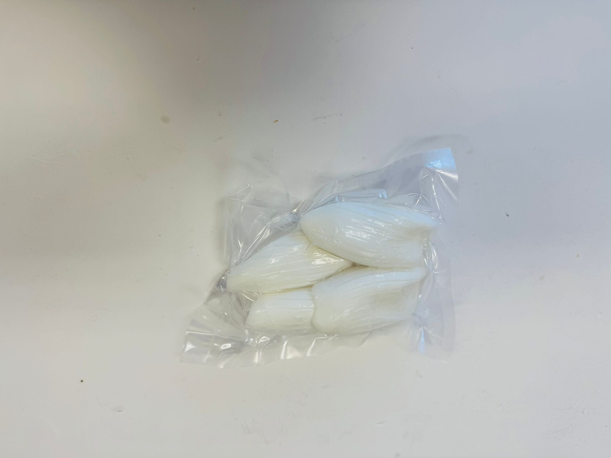 Mongo Squid /紋甲いか - seaborn store