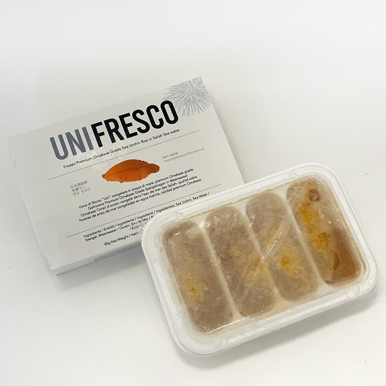 Sea Urchin/うに - seaborn store